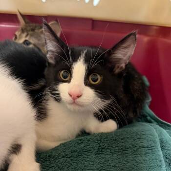 Spencer -  Domestic Short Hair Cat for Adoption in Dekalb, Illinois - Spencer | PetCurious