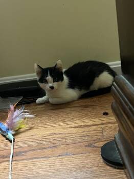 Hocevar -  Domestic Short Hair Cat for Adoption in Herndon, Virginia - Hocevar | PetCurious