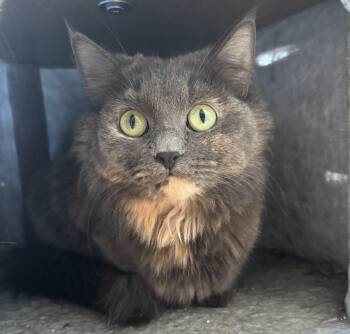 Dilute Tortoiseshell Cats Available for Adoption in Shakespeare, Ontario - SAMMIE | PetCurious