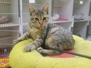 Scamp -  Tabby Cat for Adoption in Memphis, Tennessee - Scamp | PetCurious