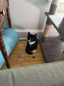 Rescue American Shorthair Cats for Adoption in Highland Park, New Jersey - Princess Toad (Mario Litter) | PetCurious