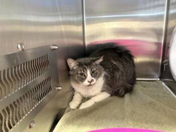 CUPCAKE -  Domestic Short Hair Cat for Adoption in Auburn, California - CUPCAKE | PetCurious