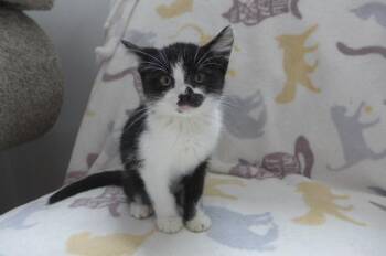 Iris -  Domestic Short Hair Cat for Adoption in Eureka, California - Iris | PetCurious