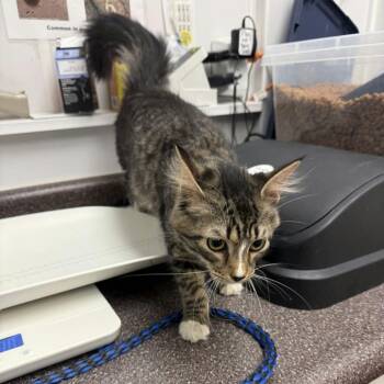 Domestic Medium Hair Cats Available for Adoption - Patti Mayonnaise | PetCurious