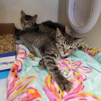 La Prairie -  Domestic Short Hair Cat for Adoption in Westminster, California - La Prairie | PetCurious