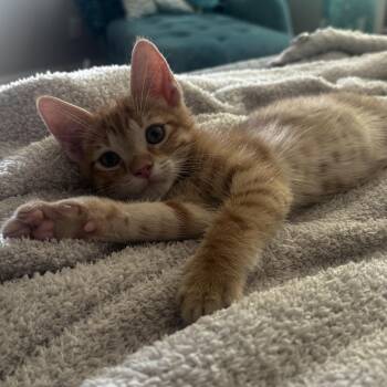 Gary -  Domestic Short Hair Cat for Adoption in San Tan Valley, Arizona - Gary | PetCurious