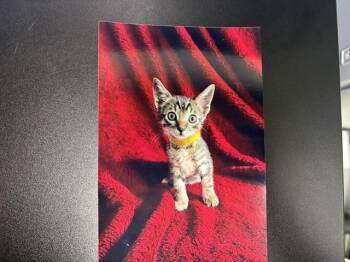 FAVA BEAN -  Domestic Short Hair Cat for Adoption in Grand Prairie, Texas - FAVA BEAN | PetCurious