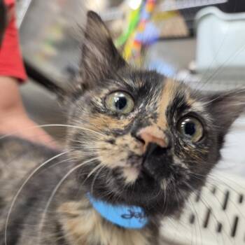 Juniper -  Domestic Medium Hair Cat for Adoption in Leander, Texas - Juniper | PetCurious