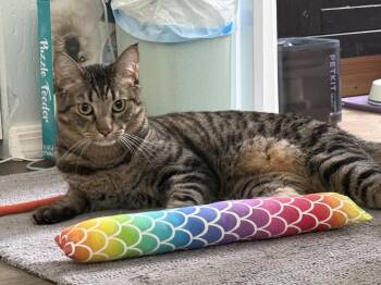 Tails Brother Bonded With Sonic Brother -  Domestic Short Hair Cat for Adoption in Chandler, Arizona - Tails Brother Bonded With Sonic Brother | PetCurious