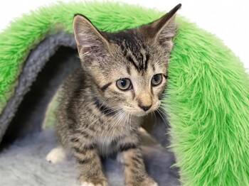 LIU KANG -  Domestic Short Hair Cat for Adoption in Fort Lauderdale, Florida - LIU KANG | PetCurious