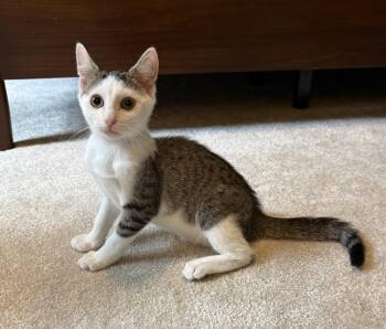 Forklift -  Domestic Short Hair Cat for Adoption in Richmond, Virginia - Forklift | PetCurious