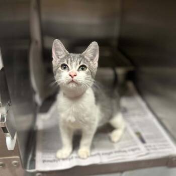 Patty Cake -  Domestic Short Hair Cat for Adoption in Madison, Wisconsin - Patty Cake | PetCurious