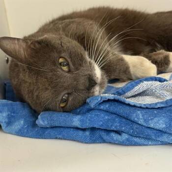 Domestic Short Hair Cats Available for Adoption in Barnstable, Massachusetts - POOTY CAT | PetCurious