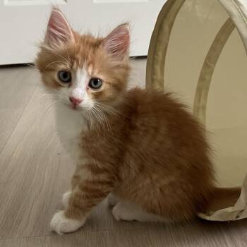 Ginny -  Domestic Medium Hair and Tabby Cat for Adoption in Germansville, Pennsylvania - Ginny | PetCurious
