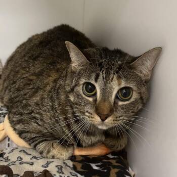 Sugar Pie -  Domestic Short Hair Cat for Adoption in West Palm Beach, Florida - Sugar Pie | PetCurious