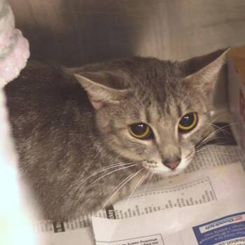 Skye -  Domestic Short Hair Cat for Adoption in Belleville, Illinois - Skye | PetCurious