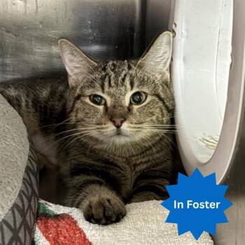 CRYSTAL -  Domestic Short Hair Cat for Adoption in Indianapolis, Indiana - CRYSTAL | PetCurious