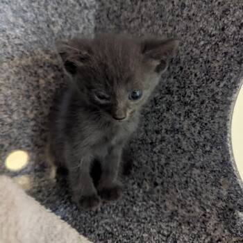 Pebble -  Domestic Short Hair Cat for Adoption in Pasadena, California - Pebble | PetCurious