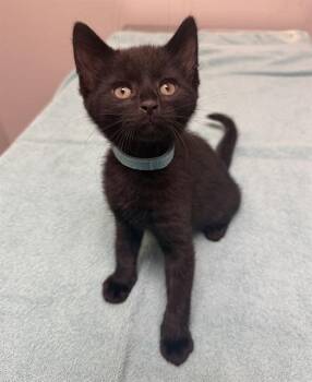 LANGDON -  Domestic Short Hair Cat for Adoption in Leesburg, Virginia - LANGDON | PetCurious