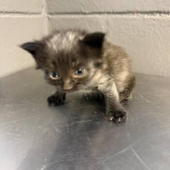 Domestic Short Hair Cats Available for Adoption in Tuscaloosa, Alabama - TUSC-Stray-84373_2_3_4 | PetCurious