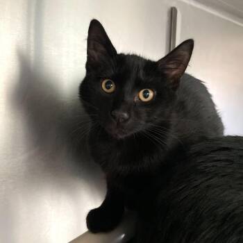 Domestic Short Hair Cats Available for Adoption - Ascot | PetCurious