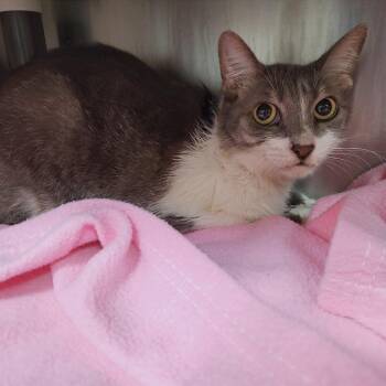 Domestic Short Hair Cats Available for Adoption - Passion Flower | PetCurious