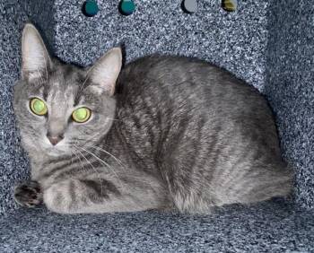Cartwheel -  Domestic Short Hair Cat for Adoption in New York, New York - Cartwheel | PetCurious