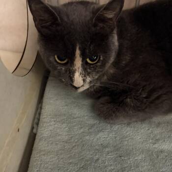 Pristine -  Dilute Tortoiseshell Cat for Adoption in Fort Morgan, Colorado - Pristine | PetCurious