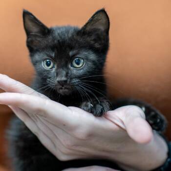 PUDDIN-31005 -  Domestic Short Hair Cat for Adoption in Memphis, Tennessee - PUDDIN-31005 | PetCurious