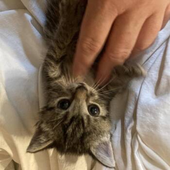 Masha Dyal-SD -  Domestic Short Hair Cat for Adoption in Tallahassee, Florida - Masha Dyal-SD | PetCurious