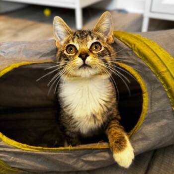 Joe Dimaggio -  Domestic Short Hair Cat for Adoption in Asheville, North Carolina - Joe Dimaggio | PetCurious