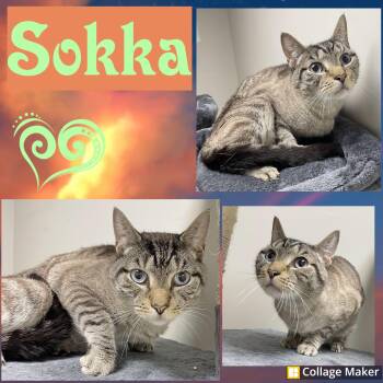Sokka -  Siamese Cat for Adoption in Clearfield, Pennsylvania - Sokka | PetCurious
