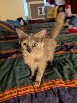 Domestic Medium Hair Cats Available for Adoption - Floofa 7660 | PetCurious
