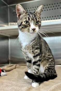 COOKIE -  Domestic Short Hair Cat for Adoption in Kalamazoo, Michigan - COOKIE | PetCurious