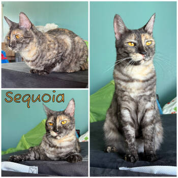 Rescue Domestic Short Hair Cats for Adoption in Vacaville, California - Sequoia | PetCurious