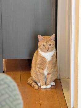 Leonardo The Lion -  Domestic Short Hair Cat for Adoption - Leonardo The Lion | PetCurious