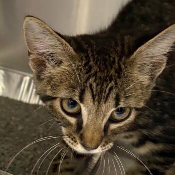 Fergus -  Domestic Short Hair Cat for Adoption in Milton, Florida - Fergus | PetCurious