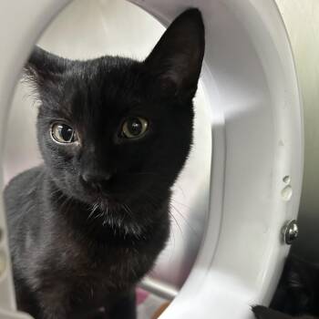 Domestic Short Hair Cats Available for Adoption - Christopher | PetCurious
