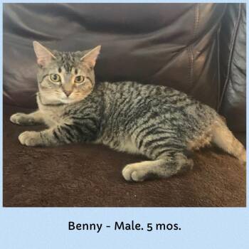 Rescue Domestic Short Hair Cats for Adoption in Mokena, Illinois - Benny | PetCurious