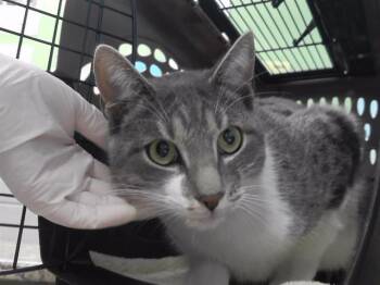 Domestic Short Hair Cats Available for Adoption - TREVOR LEFKOWITZ | PetCurious