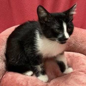 Rotini -  Domestic Short Hair Cat for Adoption in Green Valley, Arizona - Rotini | PetCurious