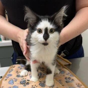 Sophia -  Domestic Long Hair Cat for Adoption in Chaska, Minnesota - Sophia | PetCurious