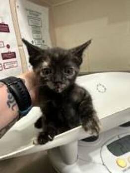 Swizzle -  Domestic Short Hair Cat for Adoption in Manitowoc, Wisconsin - Swizzle | PetCurious