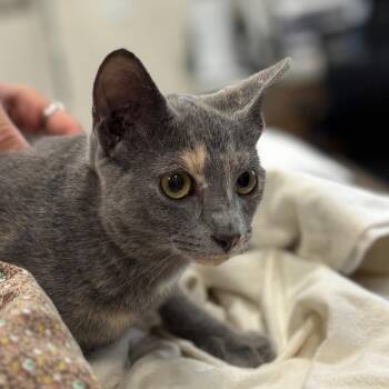 Sarah Sanderson -  Domestic Short Hair Cat for Adoption in Nashville, Indiana - Sarah Sanderson | PetCurious