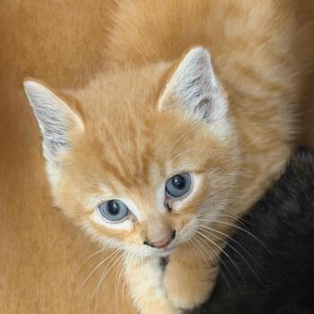 Domestic Short Hair Cats Available for Adoption in Tampa, Florida - Pixel | PetCurious