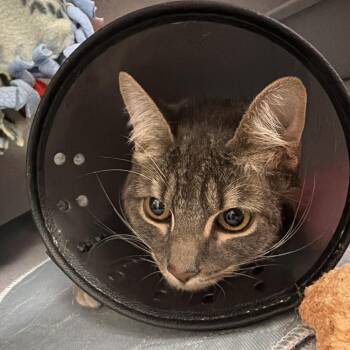 Domestic Medium Hair Cats Available for Adoption in Goleta, California - Maverick | PetCurious