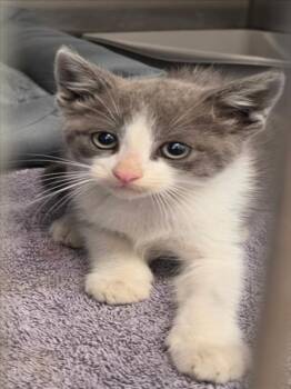 Domestic Short Hair Cats Available for Adoption in Tracy, California - ALISO | PetCurious
