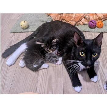 Domestic Short Hair Cats Available for Adoption in Austin, Texas - Alienmama | PetCurious