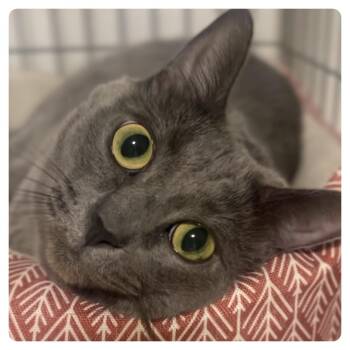 Domestic Short Hair Cats Available for Adoption in Wiggins, Mississippi - Annie | PetCurious