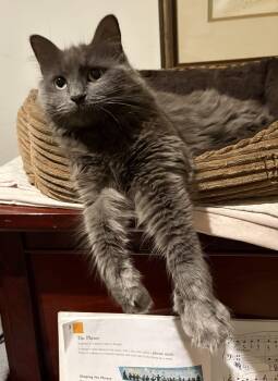 Domestic Medium Hair Cats Available for Adoption in Toronto, Ontario - Eda | PetCurious